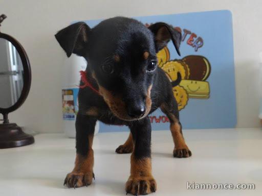 adorables chiots pinsher a donner