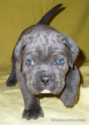 adorable cane corso a donner