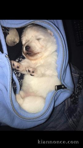 Chiot Spitz japonais A DONNER 