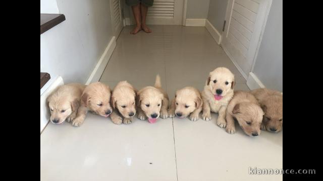 golden retriever a donner