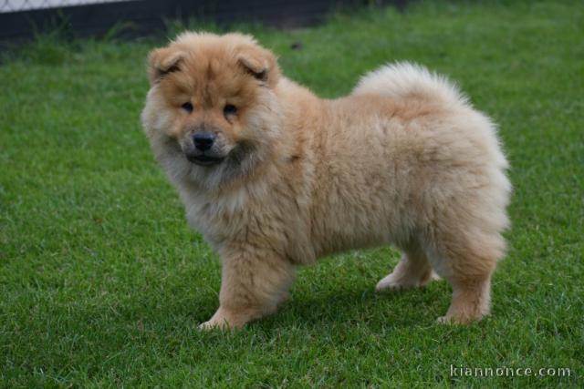 Offre une jolie chiot Chow Chow femelle pour la vie