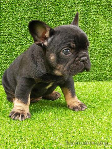 Chiots Bouledogue Français