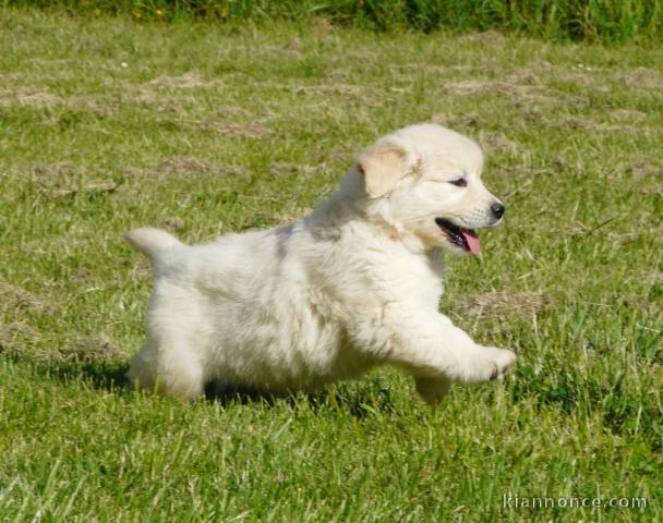 Donne chiot type Golden Retriever