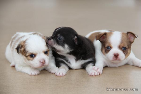 Chiots chihuahua lof a donner 
