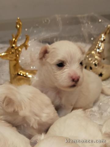 Magnifiques maltaisdispo de suite 