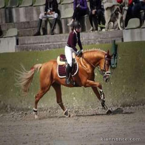 Cheval de sport allemand 11 ans à donner