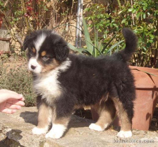 Donne chiot type Berger australien 