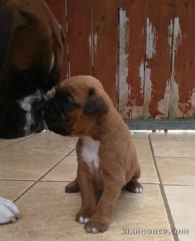 Donne chiot type Boxer, mâles et femelles