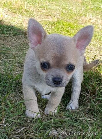 Chiot femelle chihuahua blanc crème à donner