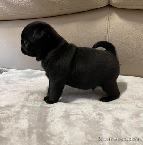 Adorables Chiots Carlin