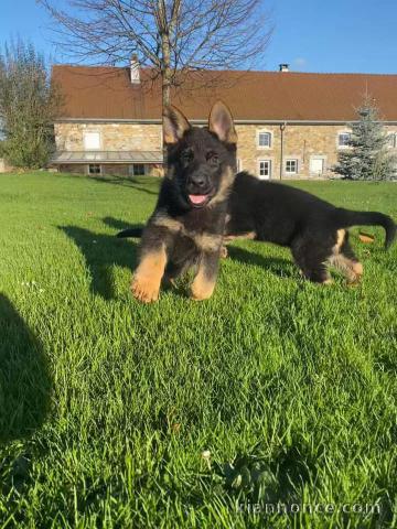 Chiots Type Berger Allemand pour Noël