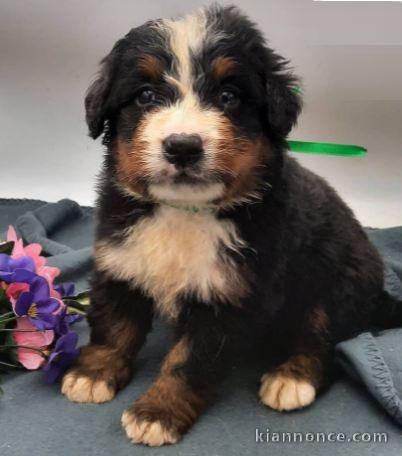 chiot bouvier bernois LOF a donner pour noel