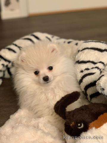 A adopté chiot spitz allemand femelle