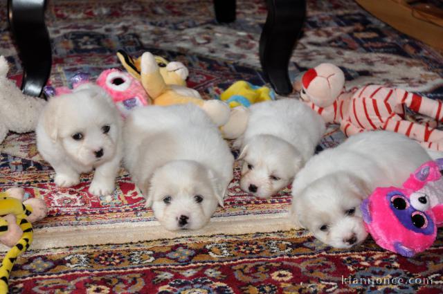 Chiot Coton de Tulear
