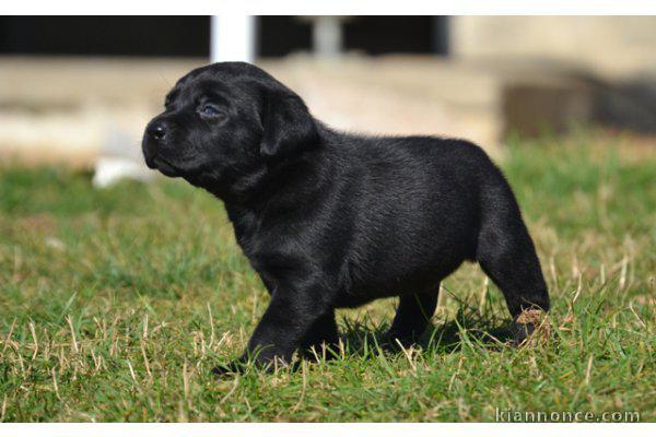 Adorable chiot Labrador à donner 
