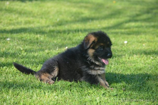 Donne chiot berger allemand femelle lof