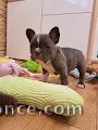 Chien adopté disponible