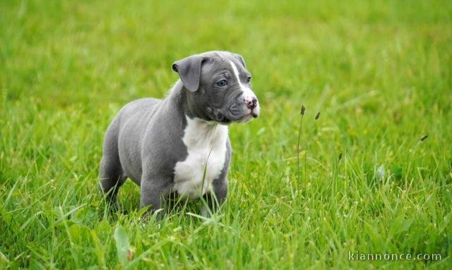 Chiot american staffordshire terrier lof a donner