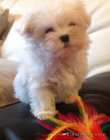 A donner chiot type bichon maltais femelle
