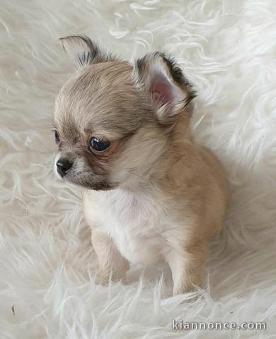 Mini chiot femelle type chihuahua à donner