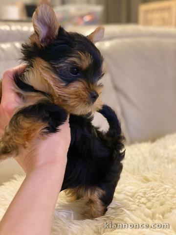  Magnifiques chiots Yorkshire Terrier