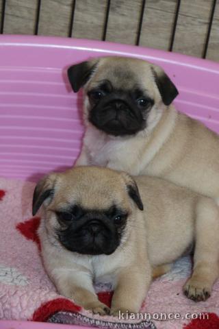  Magnifiques Chiots Carlin A Donner
