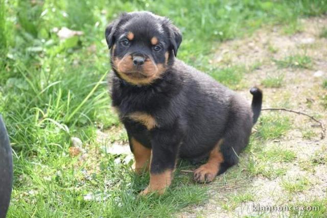 Magnifique chiot  American Cocker Spaniel  à adopter 