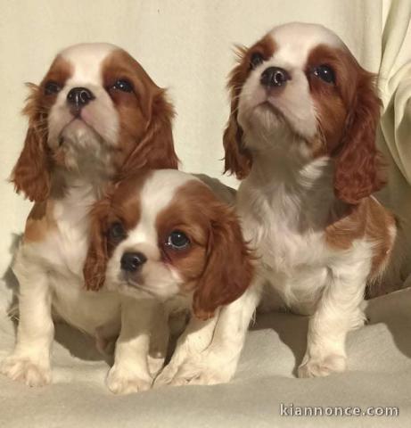 Cavalier roi Charles Spaniel
