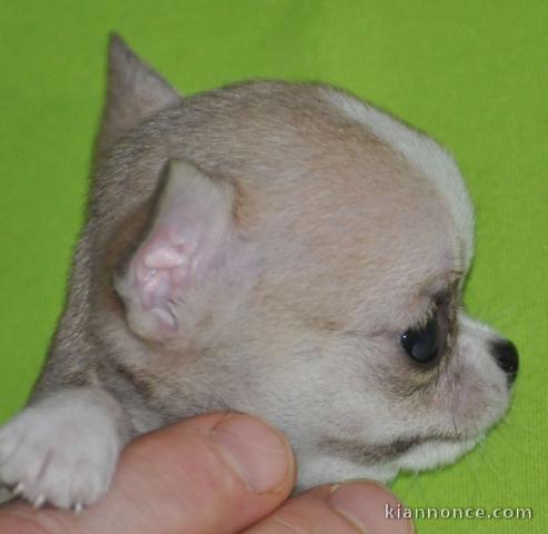 chiot chihuahua femelle propre obéissante