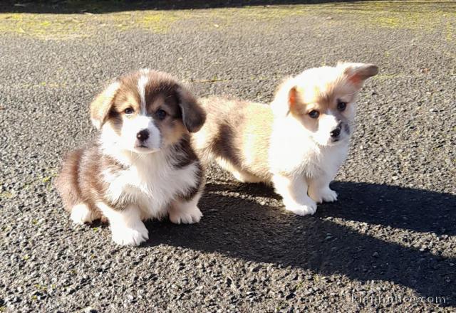 Chiots Welsh Corgi Pembroke
