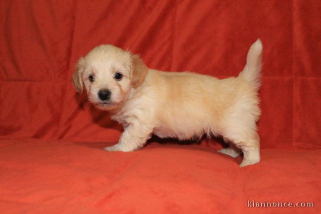 Bichon havanais Chiots