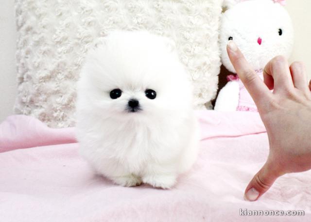 chiot Spitz pomeranian  a donner