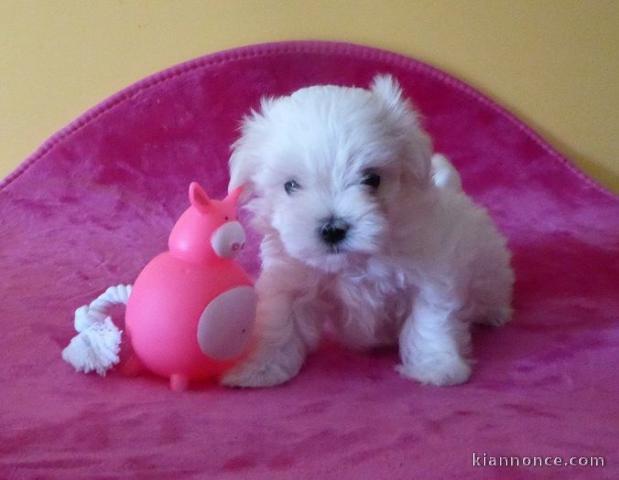 Adorable chiot bichon maltais femelle a donner
