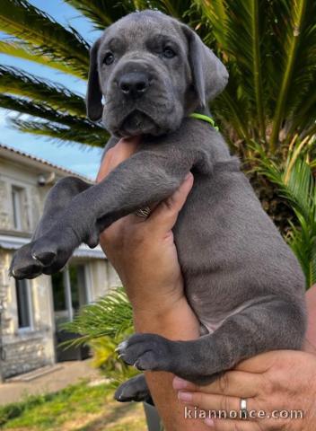 Adorable chiot Dogue allemand  à donner
