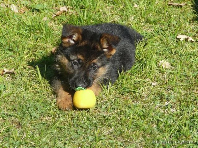 Chiot berger allemand a donner