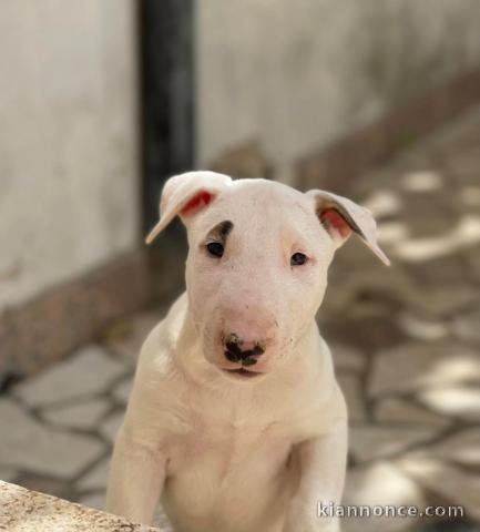 Bull terrier chiots à vendre