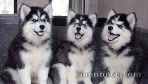 Chiots Siberian Husky
