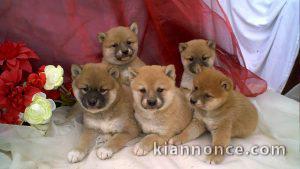 Chiots Shiba Inu mâles et femelles LOF 