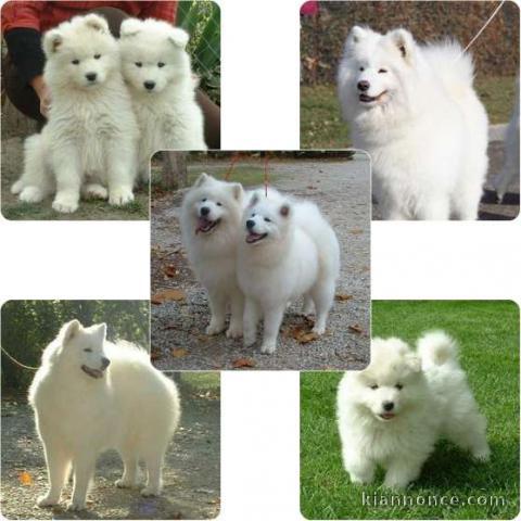 chiots samoyede  mâle et  femelle..