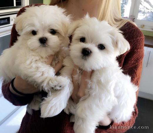 Chiots Bichon Maltais lof..
