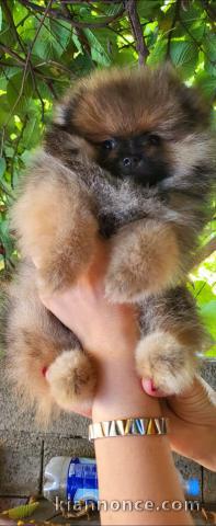 Peluche Spitz Poméranie chiots