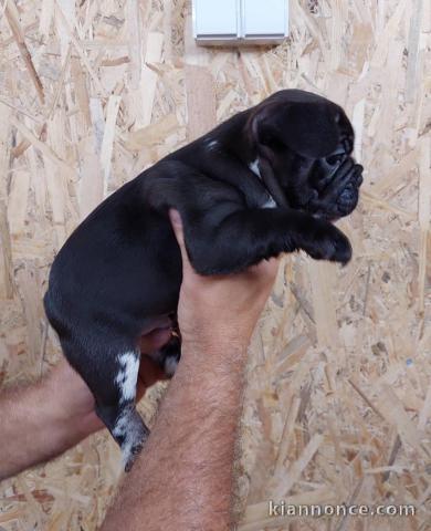 Bouledogues exotiques