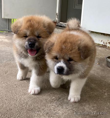 Magnifiques chiots Akita Inu