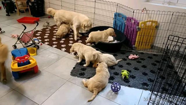 Adorable chiots Goldeen retriever