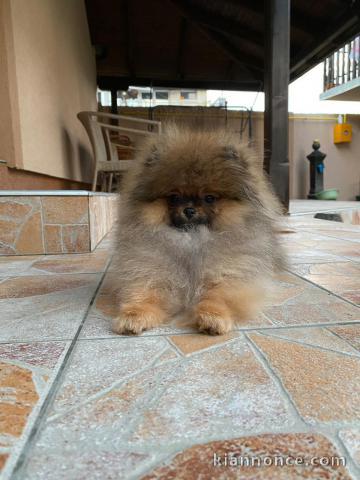 Caniches et Spitz de Poméranie chiots