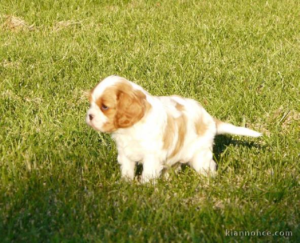 Chiots Cavaliers King Charles a donner