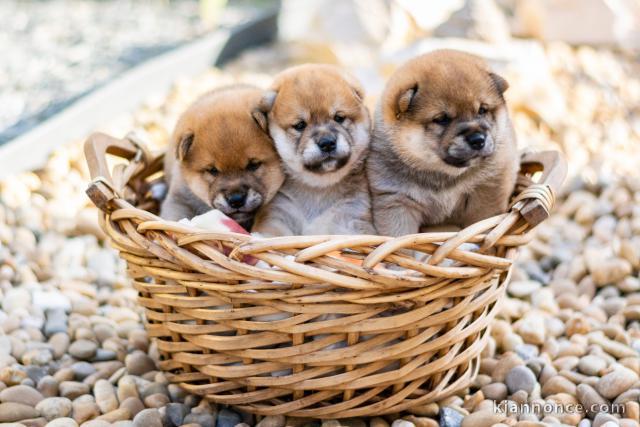  Magnifiques Chiots Shiba Inu Pure Race