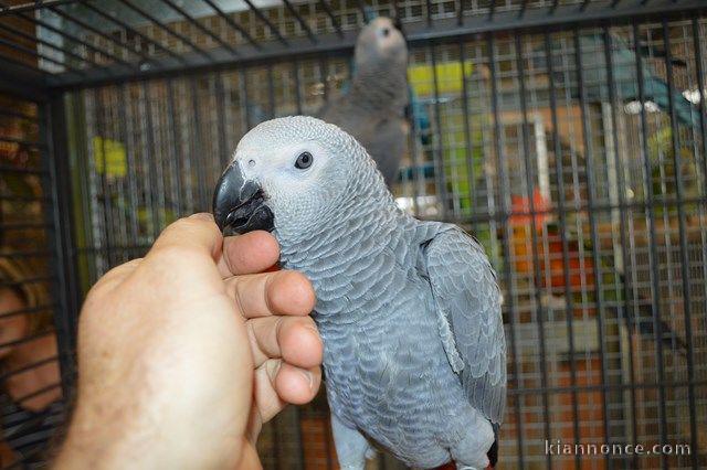 Exceptionnels Jeunes Perroquets Gris du Gabon Eam Parleurs. Ils s