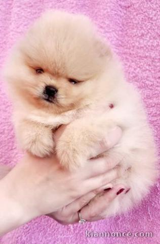 Spitz de Poméranie chiots