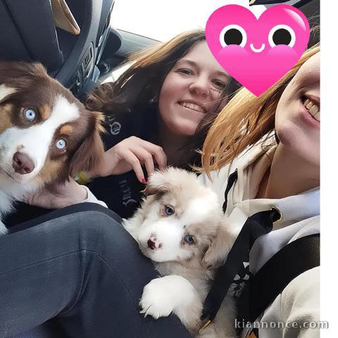 Chiots Berger Australien urgent